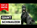 Giant Schnauzer - Top 10 Facts