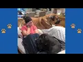 Two Giant Mastiffs Take Over Entire Couch - Mom's Reaction When They Won't Move Is PRICELESS
