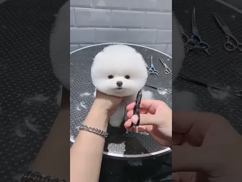 A haircut really takes a dog to the next level. #pets #cute