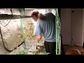 Harvesting the Hydro Strawberry Cough Black Widow and the Bruce Banner Happy Thanksgiving