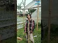 Download Lagu Lagu Ngapak Terbaru Nyong lagi mumet ora due duit Tegalan yess