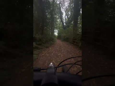 🌲