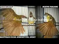 Download Lagu Masteran cucak jenggot gacor full mbesetan kasar jeda durasi panjang full tembakan for burung juara