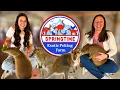 NEW Capybara Kangaroo Experience at Springtime Exotic Petting Farm in Sevierville TN