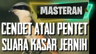 masteran cendet atau pentet suara kasar jernih