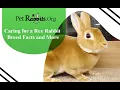 Caring for a Rex Rabbit - Breed Facts and More Pet Rabbits