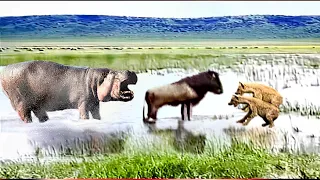 #Stuck Between Hyenas and Hippo... Wildebeest in trouble.