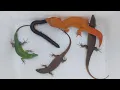 Lagu Amazing explore catching lizard, skink, beautiful lizard, gecko,giant milipede,that are very amazing