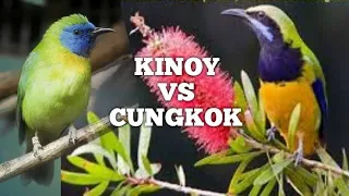 Download Cucak kinoy vs Cucak cungkok MP3