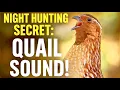 Download Lagu Most Powerful Quail Calling Sound | Hunt at Night Easily! batair ki awaz raat ke liye