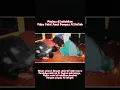 Download Lagu Video Viral Salat Aneh di PONPES Al Kafiah, Imam Seorang Perempuan