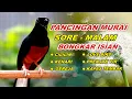 Download Lagu 🔴 LIVE 91 - PANCINGAN MURAI BATU MALAM HARI FULL ISIAN TEMBAKAN KASAR MURAI APAPUN PASTI NYAUT