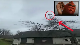 chicken screaming on a tree compilation 