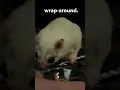 I THINK I M GONNA DO A WRAP-AROUND