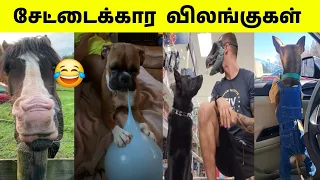 நாய்க்கு நாய் என்று பெயர் வச்சது யாருடா 🤣 | நாங்க வேற மாதிரி 😂