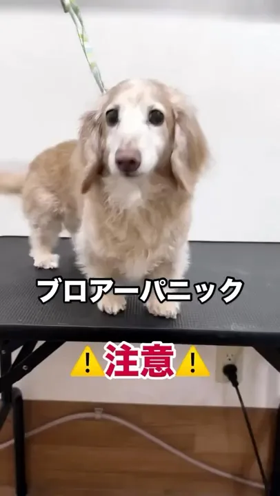 ブロアーパニックに注意⚠️