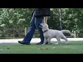 Golden Retriever Puppies Heeling Off Leash With Positive Reinforcement