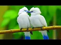 Download Lagu Gentle music, calms the nervous system and pleases the soul - healing music for the heart and blood