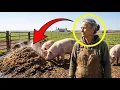 The Distillery Dumped Spent Grain at Her Gate for 11 Years Her Hogs Won Every State Fair