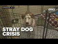 Syracuse owned dog shelter may not be enough against stray dog crisis
