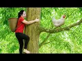 Harvesting Chicken (Rooster) To Sell At The Market - Harvest Fruit Garden | Hanna Daily Life