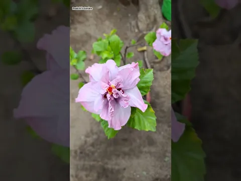 My Hibiscus Collection ❤️ #garden #plantsofindia #prakritisgarden