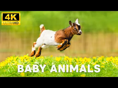 Download MP3 Baby Animals 4K (60FPS) - Colorful Magical Baby Animals Around Us With Relaxing Music, Healing Music
