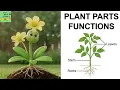 Parts of the plant Functions of Leaves Roots Stem Flower Every Part of a Plant Explained in 1 minute