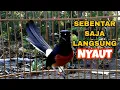 SUARA MURAI BATU EMOSI TINGGI | PANCINGAN UNTUK MURAI NGOTOT CEPAT KELUAR MATERI