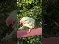 Download Lagu bolne vala tota 😱mithu re #nonstoptalkingparrot#parrot#birds#funny#funnyanimal#cute#virelvideo#trend