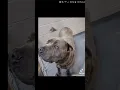 Paulding county animal Control