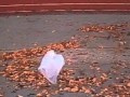 Download Lagu 'American Beauty' - Thomas Newman (from the 'plastic bag scene')