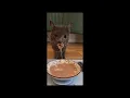 Blu s first live stream part one