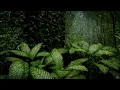 Rain on Leaves Deep in the Forest | Rain Sounds for Sleeping