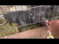 Who knew pigs liked fruit loops -Beebe Flea Market