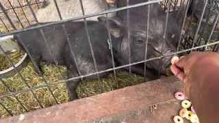 Who knew pigs liked fruit loops -Beebe Flea Market