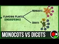 Monocots vs Dicots Explained