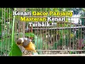 Download Lagu Masteran Kenari Full Isian Durasi Panjang
