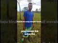 Download Lagu Baju biru yang menjadi merah❗