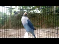 Download Lagu Lovebird Ngetik lanjut ngekek panjang terapi ampuh bikin lawan ikut ngekek panjang