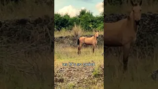 LOSE HORSES IN BAHIA MARINA SAMANA! #boatlifestyle #BAHIAMARINA #samaná  #dominicanrepublic