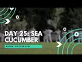 Advent of code 2021 day 25 Sea Cucumber
