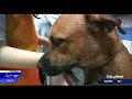 Dog adoptions at Spokane Humane Society expected to resume by end of the week