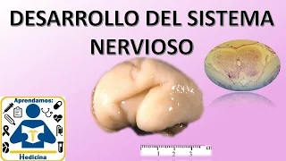 Embriologia: Desarrollo del sistema nervioso