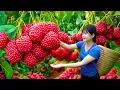 Download Lagu Ly Trieu Ca: Harvesting sweet giant wild berry- How to traditional tropical fruit sanwich in village
