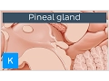 Pineal Gland - Definition Location Function