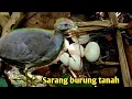 Download Lagu BRANGSAKAN DI HUTAN MENCARI SARANG BURUNG TANAH | hunting bird nest in the forest
