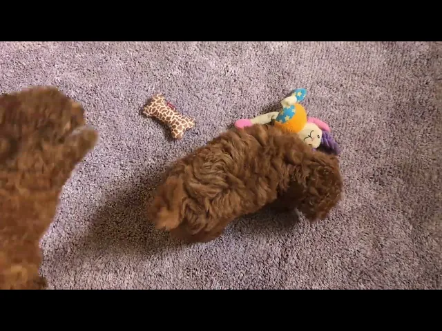 動画