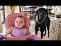 She Fostered a Great Dane for One Week Then He Saved Her Daughter