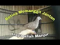 Download Lagu Suara mp3 Perkutut betina, buat pikat dan pancingan